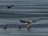 seeadler-2-07-12-20120001