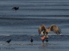 seeadler-3-07-12-20120001