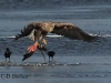 seeadler-4-07-12-20120001