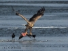 seeadler-5-07-12-20120001