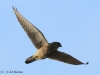 turmfalke-2-07-12-20120001