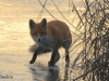 fuchs-2-07-12-20120001