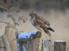 03-bussard-11-12-20120001