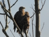 18-seeadler-12-12-20120001