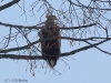 09-seeadler-ad-13-12-20120001