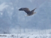 10-seeadler-13-12-20120001