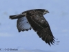 11-bussard-13-12-20120001