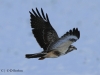 12-bussard-13-12-20120001