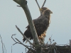 01-seeadler-15-12-20120001