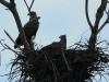 02-seeadler-15-12-20120001