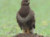 01-bussard-17-12-20120001