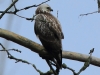 02-bussard-17-12-20120001