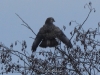 03-bussard-17-12-20120001