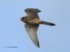 02-turmfalke-27-12-20120001