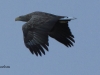 05-seeadler-27-12-20120001