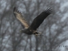 06-seeadler-27-12-20120001