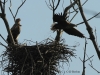 07-seeadler-27-12-20120001