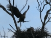 11-seeadler-27-12-20120001