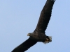 08-seeadler-30-12-20120001