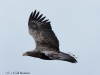 09-seeadler-30-12-20120001