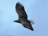 10-seeadler-30-12-20120001