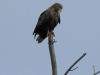 09-seeadler-02-01-20130001