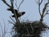 10-seeadler-02-01-20130001