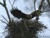 11-seeadler-02-01-20130001