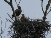 12-seeadler-02-01-20130001