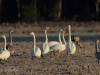 singschwan-1-28-12-20120001