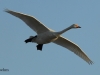 singschwan-3-28-12-20120001