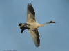 singschwan-4-28-12-20120001