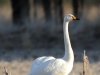 singschwan-6-28-12-20120001