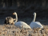 singschwan-7-28-12-20120001