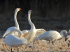 singschwan-9-28-12-20120001