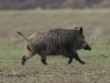 wildschwein-1-28-12-20120001