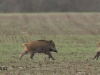 wildschwein-2-28-12-20120001