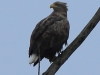 08-seeadler-07-01-20130001