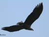 09-seeadler-07-01-20130001