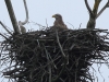 03-seeadler-12-02-20130001