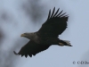 04-seeadler-28-02-20130001