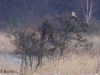 02-seeadler-alt-w-13-03-20130001