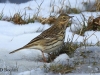 06-feldlerche-13-03-20130001