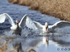 08-hoeckerschwan-13-03-20130001