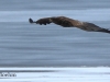 01-seeadler-jung-16-03-20130001