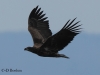 02-seeadler-jung-16-03-20130001