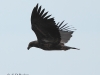 03-seeadler-jung-16-03-20130001