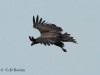 04-seeadler-jung-16-03-20130001