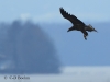 05-seeadler-jung-16-03-20130001