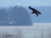 06-seeadler-jung-16-03-20130001